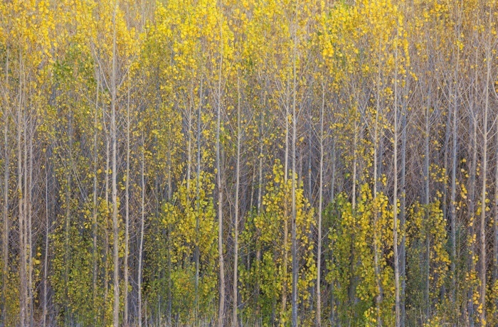 Yellow aspens (Populus tremula) in autumnal colours, cultivated for timber, near Guadix, Granada province, Andalusia, Spain, Europe