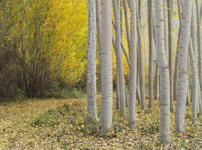 Yellow aspens (Populus tremula) in autumnal colours, cultivated for timber, near Guadix, Granada province, Andalusia, Spain, Europe