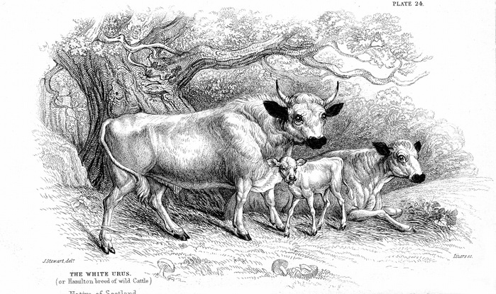 British Wild or Park cattle. Ancient breed surviving in a few small herds in Britain through having been enparked centuries ago. Those shown here are the Hamilton strain (Scottish). The Chillingham is another (English) strain. From William Jardine 'The Na