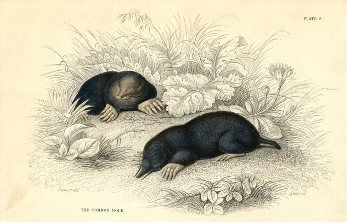 The Common Mole (Talpa europea), 1828. Small burrowing mammal with distribution from Britain to Japan. From 'British Quadrupeds', W MacGillivray, (Edinburgh, 1828), one of the volumes in William Jardine's Naturalist's Library series. Hand-coloured engraving.