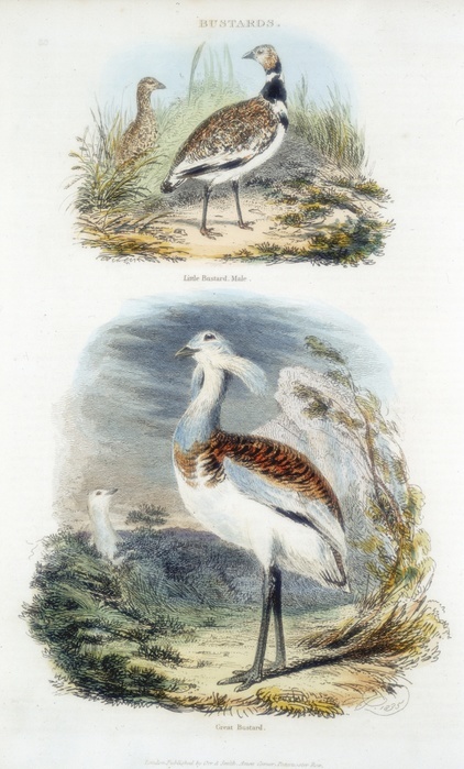 Top: Male Little Bustard. Bottom: Great Bustard (Otis tardis).   The Great Bustard became extinct in Britain in about 1830 as its habitat disappeared. A programme of reintroducing it with Russian stock is in progress. From 'The British Cyclopaedia of Arts and Sciences', Charles Partington (London, 1835). Hand-coloured engraving.