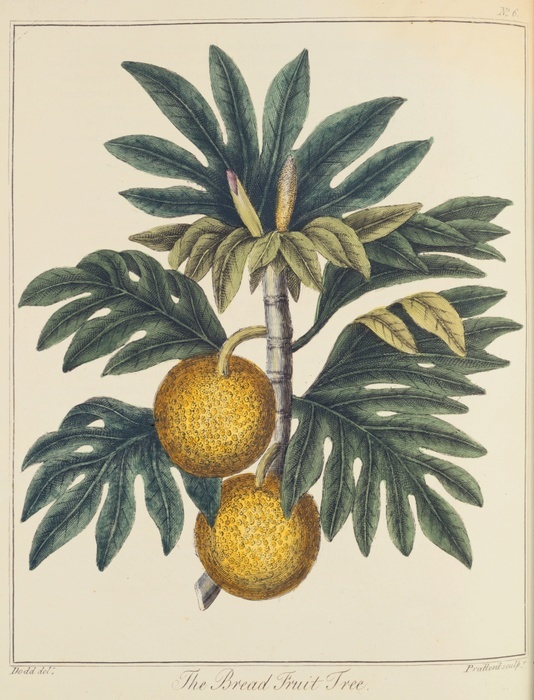 Breadfuit: Artocarpus incisus.  Tree with fruit with white pulp like new bread, introduced into West Indies as important food crop for plantation slaves. Captain Bligh of HMS 'Bounty' fame was given the task of transporting stock plants from the South Sea Islands.From 'A Key to Physic' by Ebenezer Sibly. (London c1798).  Hand-coloured engraving.