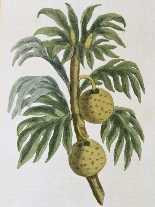 Breadfuit: Artocarpus incisus.  Tree with fruit with white pulp like new bread, introduced into West Indies as important food crop for plantation slaves. Captain Bligh of HMS 'Bounty' fame was given task of transporting stock plants from the South Sea Islands. From 'Nature Displayed' by Simeon Shaw. (London, 1823). Hand coloured engraving.