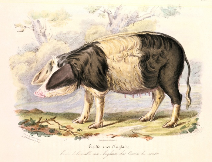 Sow of old English breed of pig. From David Low 'Domestic Animals of Great Britain', Paris, 1842