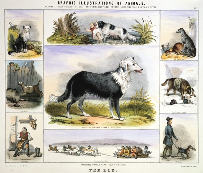 The Dog: Collie sheepdog; Newfoundland for water rescue; Deerhound for hunting; St Bernard rescuing travellers in the snow; Husky pulling a sledge; Dog skin for boots;  Guard dog to deter burglars. Hand-coloured lithograph by Waterhouse Hawkins published London c1850. From 'Graphic Illustrations of Animals and Their Utility to Man'.