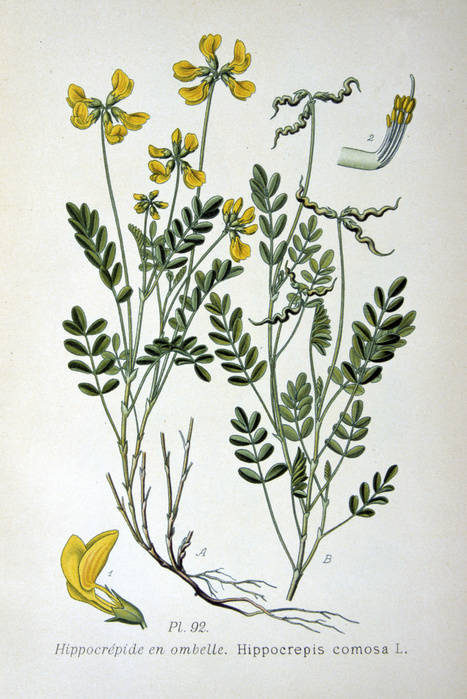 Horseshoe Vetch (Hippicrepis comosa) common plant of chalk and limestone turf.  Food plant of the Chalkhill Blue butterfly (Polyommatus coridon). From Amedee Masclef 'Atlas des Plantes de France', Paris, 1893.