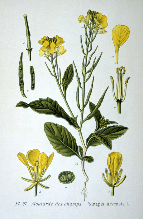 Charlock or Wild Mustard ( Sinapis arvensis)  annual plant of the Brassica family, native of Europe. From Amedee Masclef 'Atlas des Plantes de France', Paris, 1893.