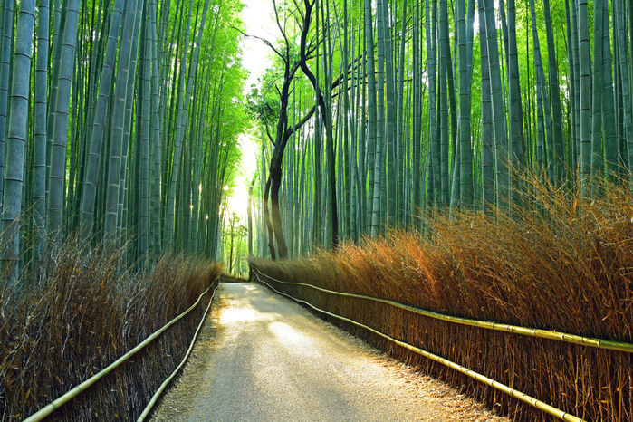 Sagano Bamboo Forest Road in Sagano, Kyoto in summer