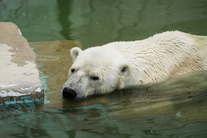 Heat Wave Grips Japan JULY 25, 2018   A polar bear cools off in water at Higashiyama Zoo and Botanical Garden in Nagoya, Japan. High temperatures continued throughout the country on Wednesday. The Japan Meteorological Agency has declared the ongoing heat wave a natural disaster, with 65 deaths reported in the past week. The agency has forecasted continued high temperatures in the coming weeks.  Photo by Ben Weller AFLO   JAPAN   UHU 