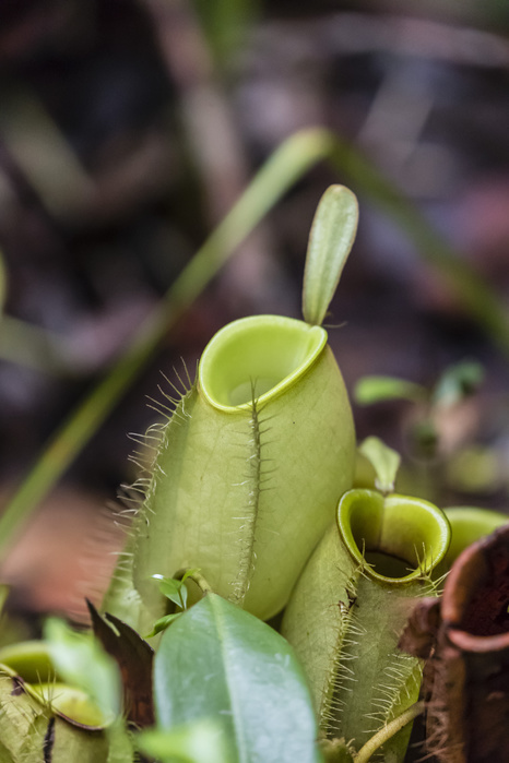 Pitcher plant in the rain forest, Tanjung Puting National Park, Borneo, Indonesia. Pitcher plant in the rain forest, Tanjung Puting National Park, Kalimantan, Borneo, Indonesia, Southeast Asia, Asia, Photo by Michael Nolan
