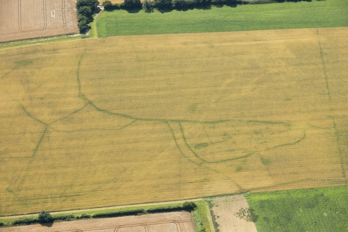 crop mark Late medieval farmstead in Lavenham, Suffolk, 2015. Artist: Damian Grady. Late medieval farmstead in Lavenham, Suffolk, 2015. This aerial photograph shows the buried remains of a late medieval farmstead revealed as cropmarks. You can see some of the farm s field boundaries and a trackway which linked this farm to its neighbours. They are reminders of the generations of families who lived and worked the land here. These farms were abandoned after changes in farming practice and illustrate the widespread changes that have affected the rural landscape of Suffolk over the last 500 years. This is a good example of the many Suffolk farmsteads Historic England has discovered from the air in recent years. It looks similar to prehistoric settlements found in Cambridgeshire and Bedfordshire but is more typical of late medieval farmsteads still in use elsewhere on the Suffolk clay lands. 