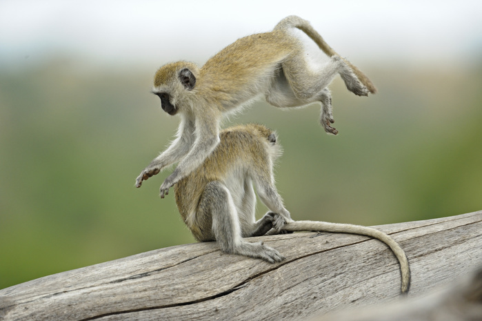 Vervet Monkeys (Chlorocebus pygerythrus) playing, Tarangire National Park, Tanzania, Africa, Photo by Aditya Singh