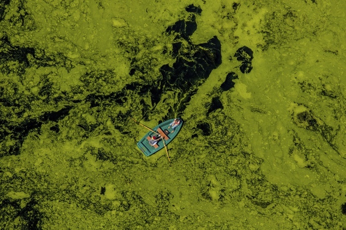 Aerial view of rowboat traveling through water weed, Kemnader Reservoir, Witten, Ruhr District, North Rhine-Westphalia, Germany, Europe, Photo by Hans Blossey