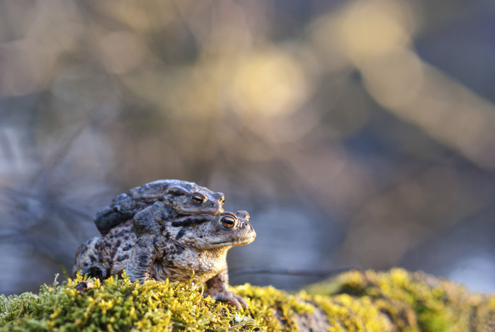 Common toads (Bufo bufo), couple in axillary amplexus, Bockelsberger Teiche, Lüneburg Heide, Lower Saxony, Germany, Europe, Photo by Carola Vahldiek