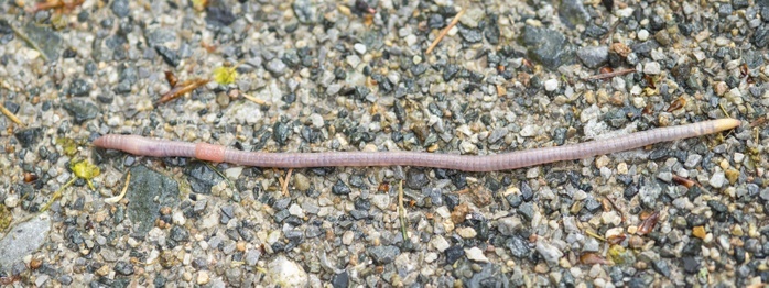 Large farm worm (Octolasion lacteum) after rain ongravel surface, Ilsetal, Ostharz, Saxony-Anhalt, Germany, Europe, Photo by Carola Vahldiek