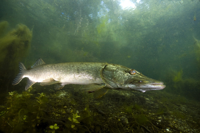 Northern pike (Esox lucius), Echinger Weiher, Bavaria, Germany, Europe, Photo by Christian Zappel