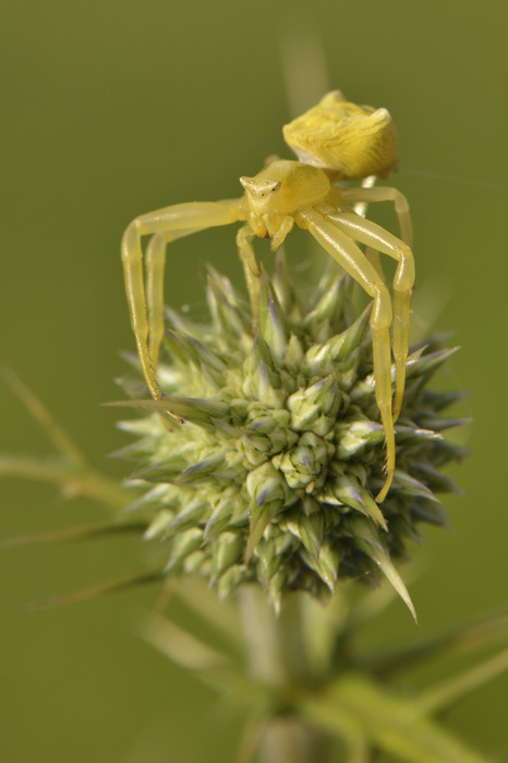 Crab spider (Thomisus onustus), yellow female perched on a thistle bud, Lycia, Turkey, Asia, Photo by Frank Paul Fietz