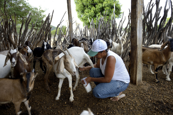 Woman milking a goat (Capra hircus aegagrus), Caladinho, Uaua, Bahia, Brazil, South America, Photo by Florian Kopp