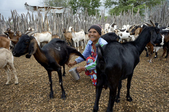 Woman, 74 years, milking a goat (Capra hircus aegagrus), Caladinho, Uaua, Bahia, Brazil, South America, Photo by Florian Kopp