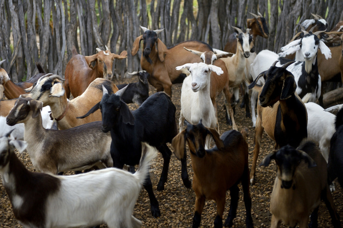 Goats (Capra hircus aegagrus), Bahia, Brazil, South America, Photo by Florian Kopp