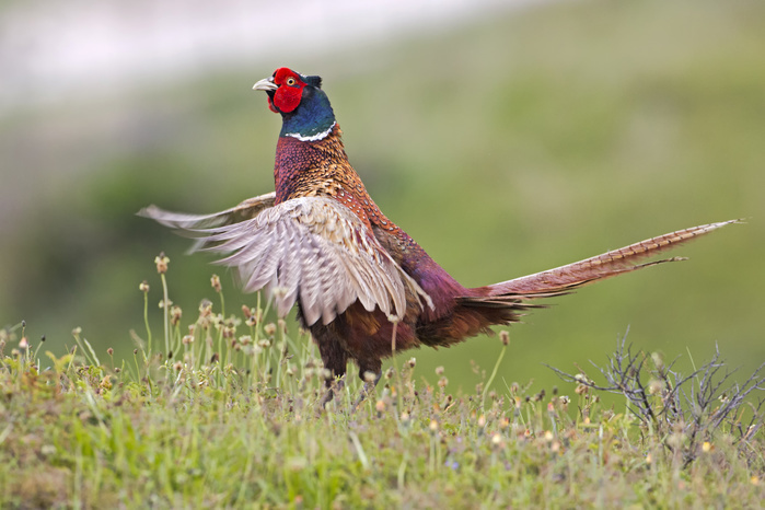 common pheasant  Phasianus colchicus  Pheasant  Phasianus colchicus  calling and flapping its wings in courtship display, Texel, The Netherlands, Europe, Photo by Thomas Hinsche