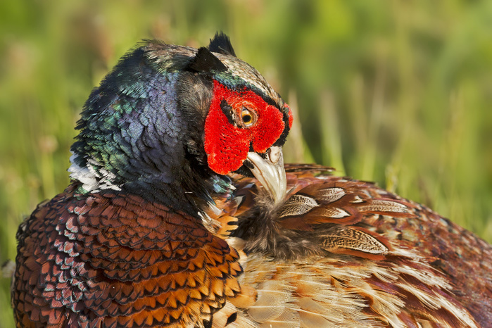 Pheasant (Phasianus colchicus), male preening itself, Texel, The Netherlands, Europe, Photo by Thomas Hinsche