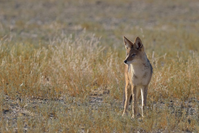 Black-backed Jackal (Canis mesomelas) in the morning light, Kgalagadi Transfrontier Park, Northern Cape, South Africa, Africa, Photo by Jean-François Ducasse