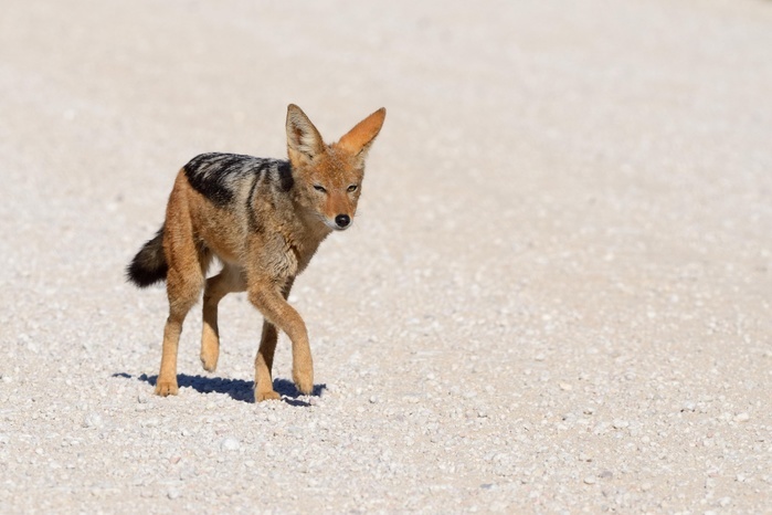 Black-backed Jackal (Canis mesomelas) walking on a gravel road, Kgalagadi Transfrontier Park, Northern Cape, South Africa, Africa, Photo by Jean-François Ducasse