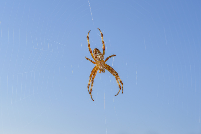 European garden spider (Araneus diadematus) in a cobweb, Wendland, Lower Saxony, Germany, Europe, Photo by Karsten Hennig
