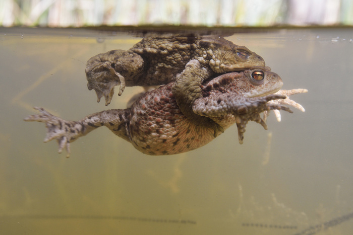 Common toads (Bufo bufo) during mating, swimming in the spawning grounds, Thuringia, Germany, Europe, Photo by Kevin Prönnecke