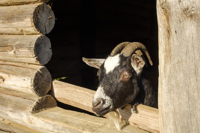 Goat (Capra) looks out of Stable, Bayerischer Wald, Lower Bavaria, Bavaria, Germany, Europe, Photo by Martin Siepmann