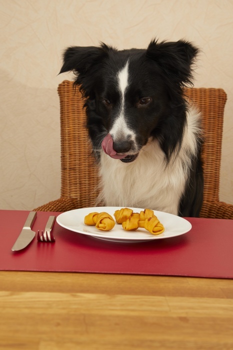 Border Collie sits at the table with food on the plate, Photo by Gerken & Ernst
