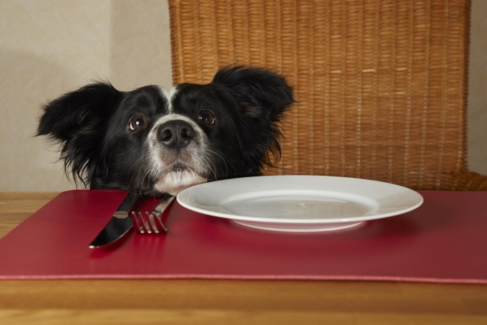 Border Collie looks over the edge of the table on an empty plate, covered table, Photo by Gerken & Ernst