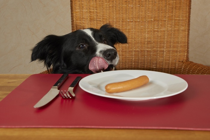 Border Collie looks at the table with sausages on the plate, Photo by Gerken & Ernst