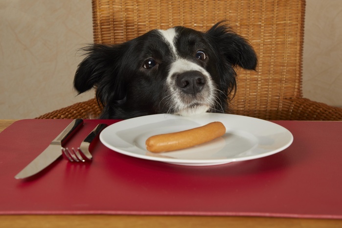 Border Collie looks at the table with sausages on the plate, Photo by Gerken & Ernst
