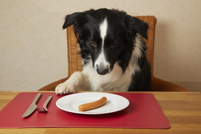 Border Collie sits at the table with sausages on the plate, Photo by Gerken & Ernst