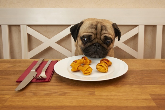 Pug sits at a set table with animal food on the plate, Photo by Gerken & Ernst