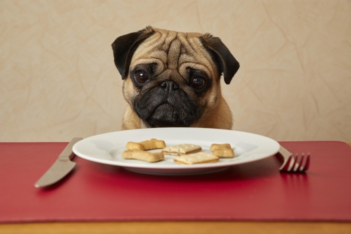 Pug sits at a set table with food on the plate, Photo by Gerken & Ernst