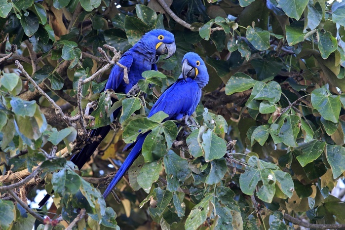 Hyacinth macaw (Anodorhynchus hyacinthinus), pair in a tree, adult, Pantanal, Mato Grosso, Brazil, South America, Photo by Jürgen & Christine Sohns