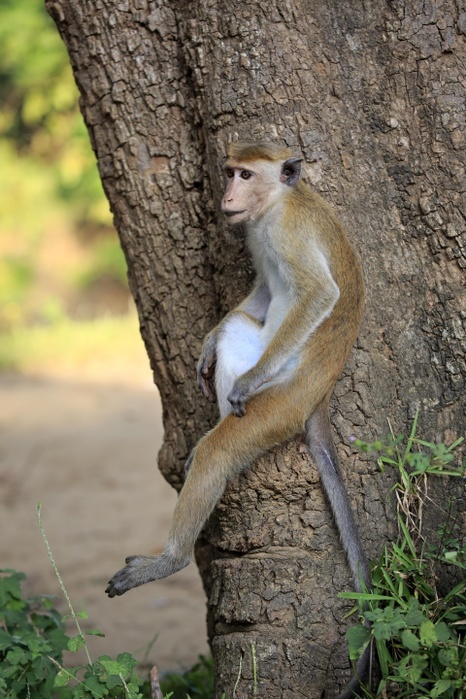Toque macaque (Macaca sinica), adult, sitting on a tree, Yala National Park, Sri Lanka, Asia, Photo by Jürgen & Christine Sohns