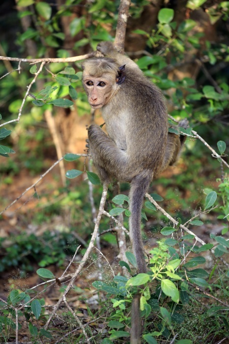 Toque macaque (Macaca sinica), adult on a tree, foraging, Yala National Park, Sri Lanka, Asia, Photo by Jürgen & Christine Sohns