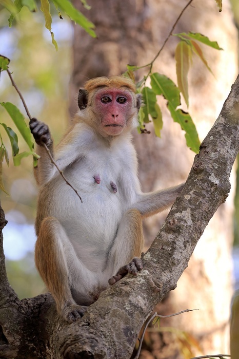 Toque macaque (Macaca sinica), adult female, sitting in a tree, Yala National Park, Sri Lanka, Asia, Photo by Jürgen & Christine Sohns