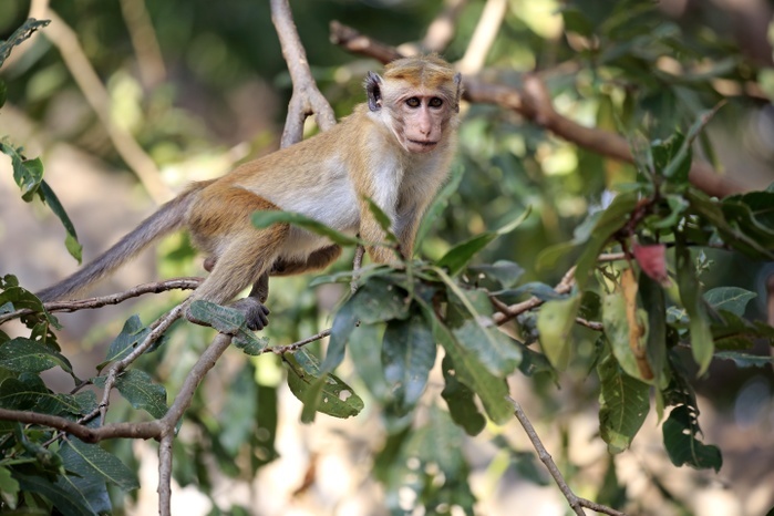 Toque macaque (Macaca sinica), adult, climbing a tree, Yala National Park, Sri Lanka, Asia, Photo by Jürgen & Christine Sohns