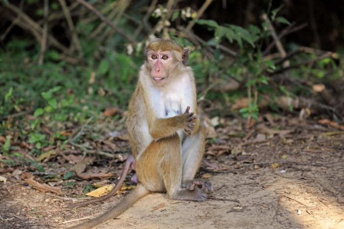 Toque macaque (Macaca sinica), adult, alert, Yala National Park, Sri Lanka, Asia, Photo by Jürgen & Christine Sohns