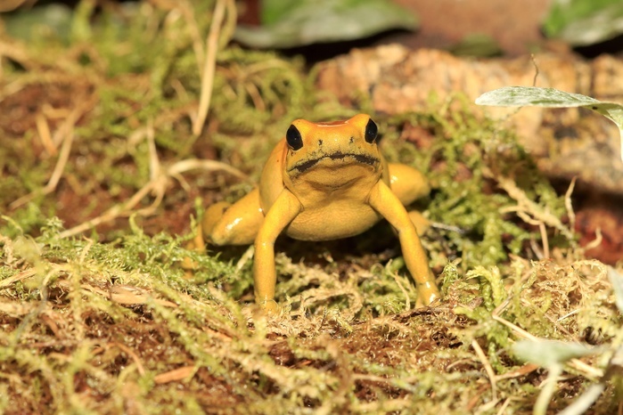 Black-legged poison frog, bicolored dart frog or neari (Phyllobates bicolor), adult, alert, found in South America, captive, Photo by Jürgen & Christine Sohns