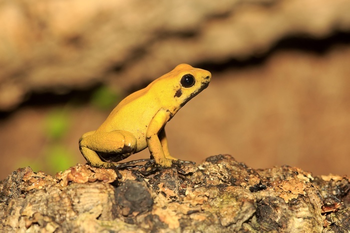 Black-legged poison frog, bicolored dart frog or neari (Phyllobates bicolor), adult, alert, found in South America, captive, Photo by Jürgen & Christine Sohns