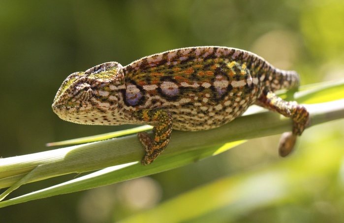 Carpet chameleon (Furcifer lateralis), female, pregnant, central highlands, Madagascar, Africa, Photo by Dr. Alexandra Laube