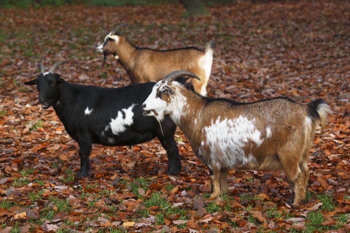 West African Dwarf goats (Capra hircus), Lower Saxony, Germany, Europe, Photo by Justus de Cuveland