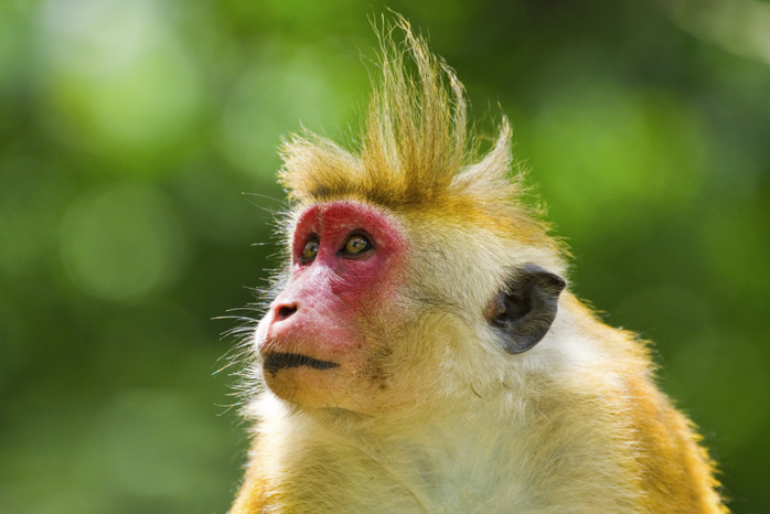 Toque macaque monkey, named for its hair, endangered, Royal Botanic Gardens, Peradeniya, Kandy, Sri Lanka, Asia Toque macaque monkey, named for its hair, endangered, Royal Botanic Gardens, Peradeniya, Kandy, Sri Lanka, Asia, Photo by Rob Francis