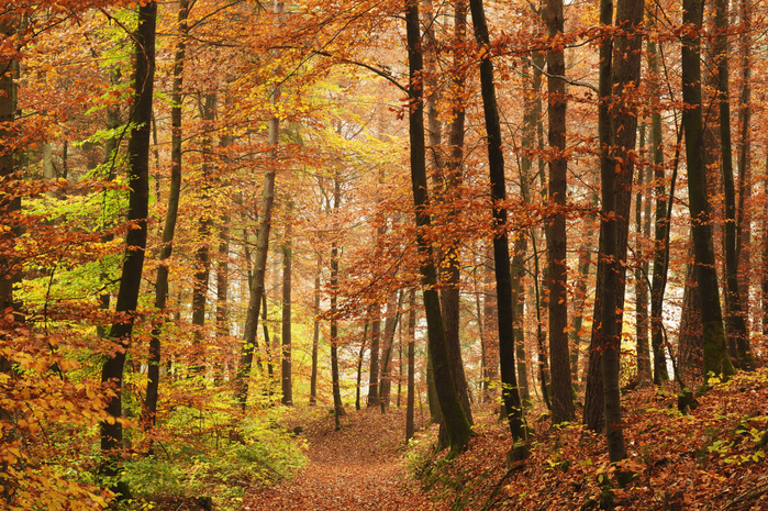Autumn forest in the Neckar valley, near Villingen Schwenningen, Baden Wurttemberg, Germany, Europe Autumn forest in the Neckar valley, near Villingen Schwenningen, Baden Wurttemberg, Germany, Europe, Photo by Jochen Schlenker